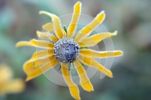 Flower with Frost