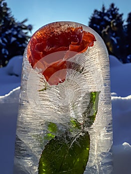 Flower in frozen water, rose in ice in bright sunlight with visible bubbles in ice. Outdoor decorations in winter in the garden