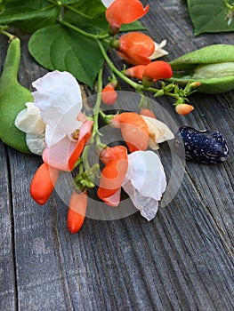 Flower and fruit of beans beans on wooden gray background