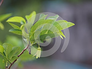 Flower fruit custard apple tree, sugar apple, sweetsop, or anon, Annona squamosa plants Annona squamosa, Annonaceae have Greenish