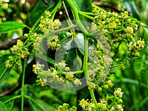 This is the flower of the fruit kedondong / Ambarella