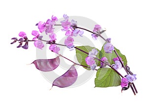 Flower, fruit and leaves of Lablab purpureus, isolated on white