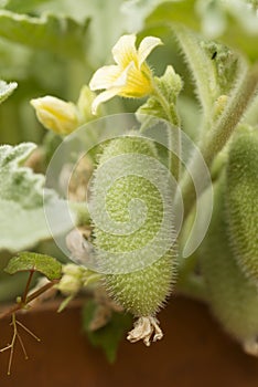 Flower and fruit of squirting cucumber or exploding cucumber