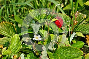 Flower and fruit wild strawberry