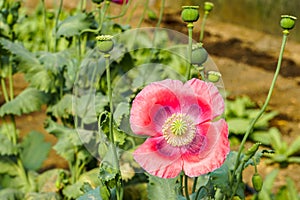 The flower and fruits of the opium poppy, which is occasionally a photograph of the countryside