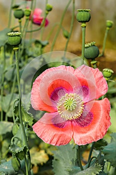 The flower and fruits of the opium poppy, which is occasionally a photograph of the countryside