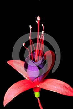 Flower of the Fuchsia (FÃÂºchsia) photo