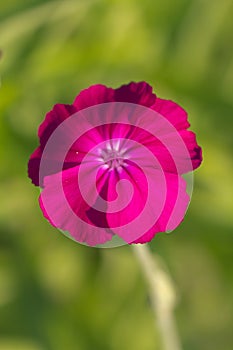 Flower of a fuchsia on green background, close up