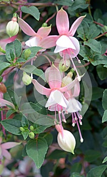 Fuchsia or Onagraceae Salvia Splendens Scarlet Sage. photo