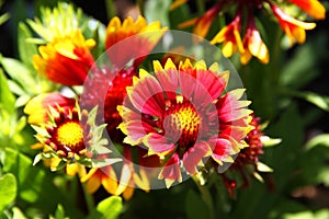 Flower Gaillardia Aristata Gallo dark bicolor FLower