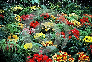 Flor jardín 