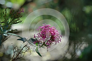 Flower of the garden