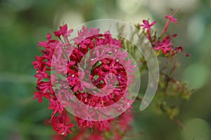 Flower of the garden