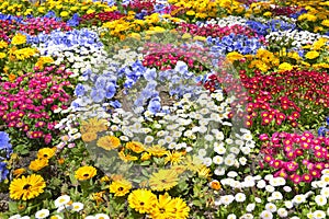 Flower Garden