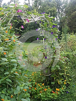 Flower garden arbor arch in a backyard