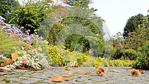 Flower garden In Autumn