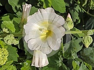 Flower in the garden background image
