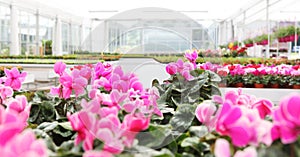 Flower garden background. Pink and purple cyclamen blooming. Home garden flower care. Sale of flowers in greenhouse and florist