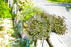 Flower garden on the bamboo fence