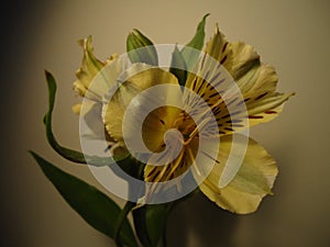 Flower photo