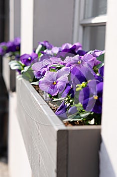 Flower garden with blue pansies on the window of the house. Ecological gardening of city facades.