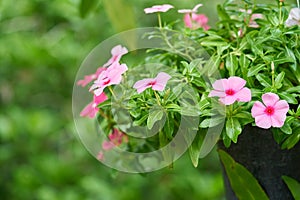 Flower in garden with blur green background, Beautiful pink flowers and green plants in the park