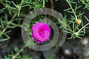 Flower in the garden called Common Purslane, Verdolaga, Pigweed, Little Hogweed, Portulaca, sun plant