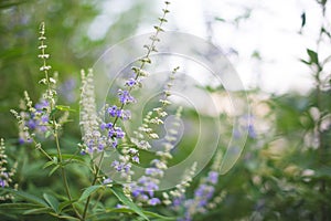 Flower Garden Chaste tree berry tree 2