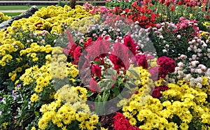 Flower garden in Chiang Rai