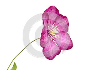A flower of garden Clematis (virgin's bower)