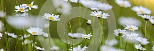 Flower garden of daisy clipped to banner size.