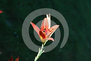 Flower of the garden