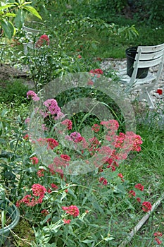 Flower of the garden