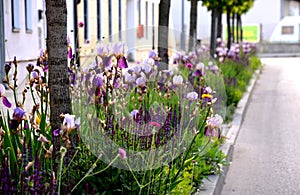 The flowerbed between the sidewalk and the roadway of the street is planted with flowers of purple and blue purple color under the