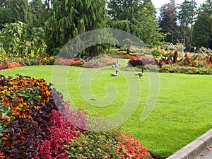 Flower garden with geese on lawn