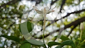 Flower of the garden photo