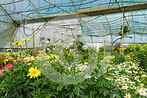 Flower garden greenhouse