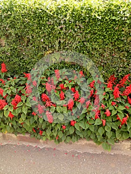 Flower garden, haggala botanical garden in sri lanka