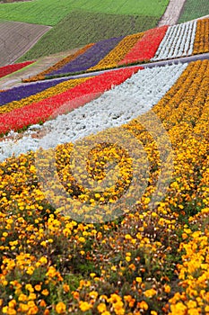 Flower Garden in Hokkaido, Japan