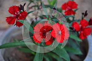 Flower In Garden Of Home  In Nadaun Town H.P India photo