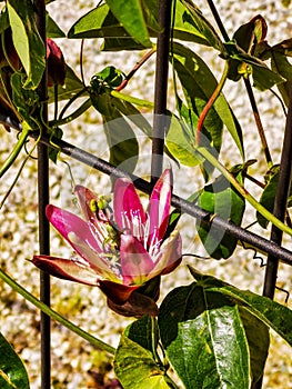 flower in the garden , image taken in Marostica, Vicenza, Italy