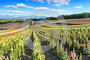 Flower garden in Kamifurano, with mountain view in Furano, Hokkaido Japan