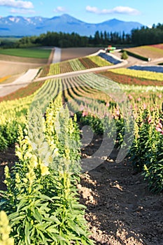 Flower garden in Kamifurano, with mountain view in Furano, Hokkaido Japan