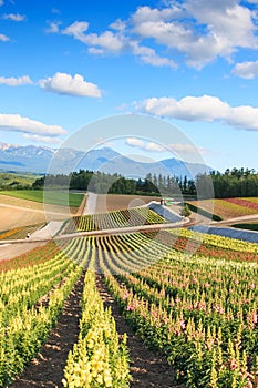 Flower garden in Kamifurano, with mountain view in Furano, Hokkaido Japan