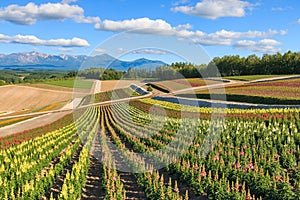 Flower garden in Kamifurano, with mountain view in Furano, Hokkaido Japan