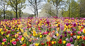 Flower garden. Keukenhof Holland