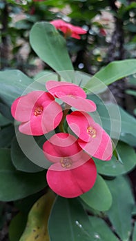 Flower in the garden , manado,north sulawesi.