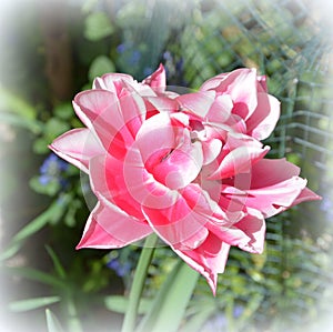 Flower in the garden in midsummer, in a sunny day