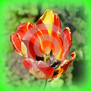 Flower in the garden in midsummer, in a sunny day