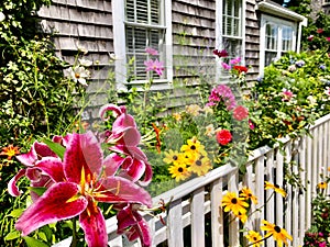 Flower garden in Nantucket photo